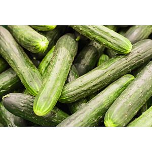 Seminte castraveti Crisan  Agrosel
