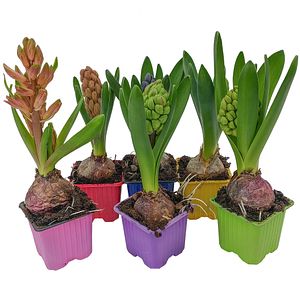 Hyacinthus