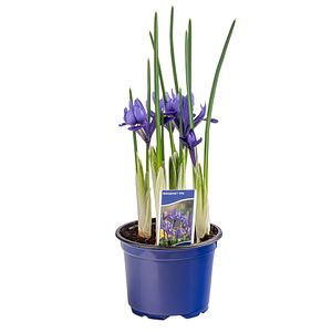 Iris 5 Bulbi D9