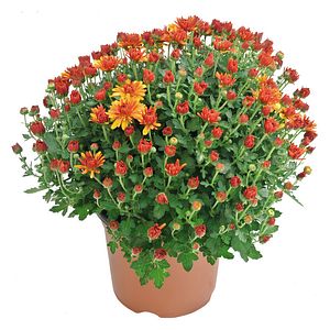 Ghiveci Crizantema 19 cm