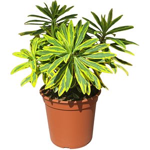 Laptele-cucului (Euphorbia), D 14 cm, H 50 cm