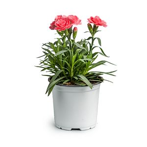Garoafa (Dianthus caryophyllus) in ghiveci, D 9 cm