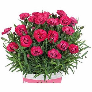 Garofita decorativa (Dianthus early love)