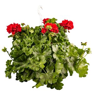 Muscata, in ghiveci, 22 cm