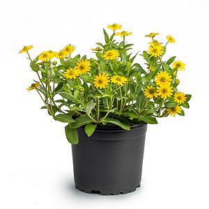 Sanvitalia, 12 cm