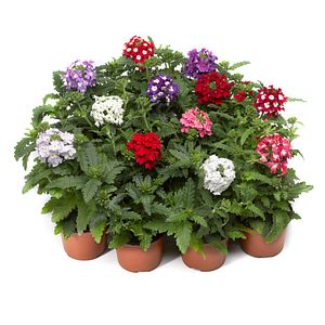 Verbena curgatoare, 9 cm