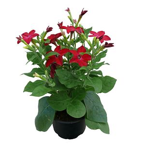 Nicotiana Alata, 9 cm