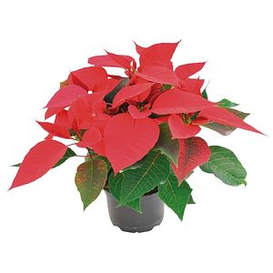 Craciunita Poinsettia, in ghiveci, 27 cm