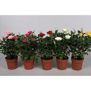 Mix trandafiri, 40 - 45 cm, D 17 cm