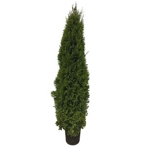 Conifer Thuja, 18 L Occidentalis Smaragd