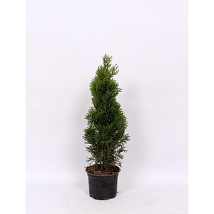 Conifer Thuja, 50 cm  Occidental Smaragd