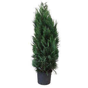 Chiparos Chamaecyparis Columnaris in ghiveci, H 175 cm