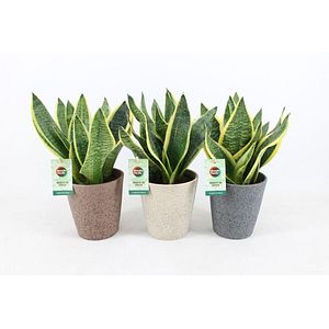 Sansevieria superba, ghiveci ceramic, inaltime 35-40 cm