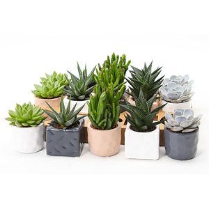 Planta interior, Suculenta, ghiveci ceramic