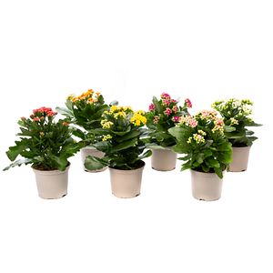 Kalanchoe mix, in ghiveci, 10.5 cm