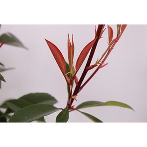 Photinia fraserii Red Robin