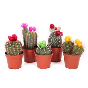 Cactus Met Disco, in ghiveci, 8.5 cm