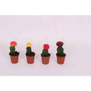Cactus Geent, in ghiveci, 5.5 cm