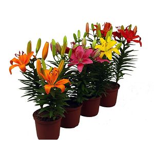 Lilium Aziatische