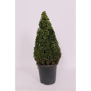 Buxus Pyramide Sempervirens, in ghiveci, 17 cm