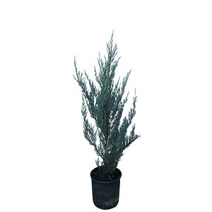 Conifer 5 L Juniperus Moonglow