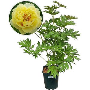 Paeonia Bartzella Itoh 3-5 Eyes, D 21 cm, H 55 cm