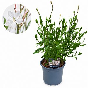 Gaura The Bride (Gaura lindheimeri The Bride), D17 cm, H55 cm