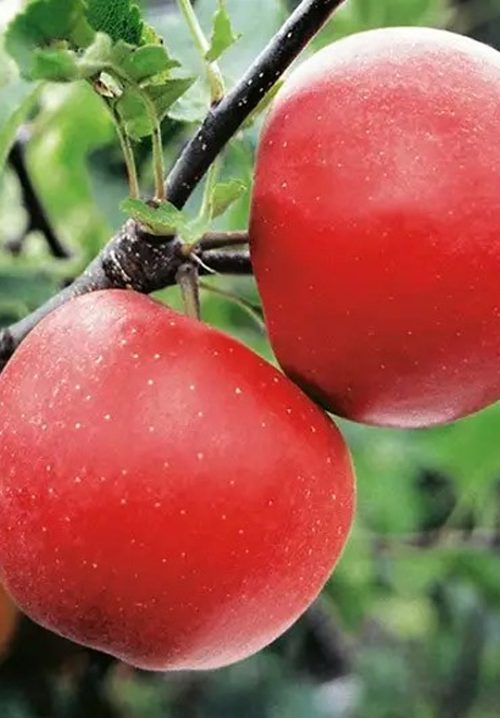 Pomi fructiferi