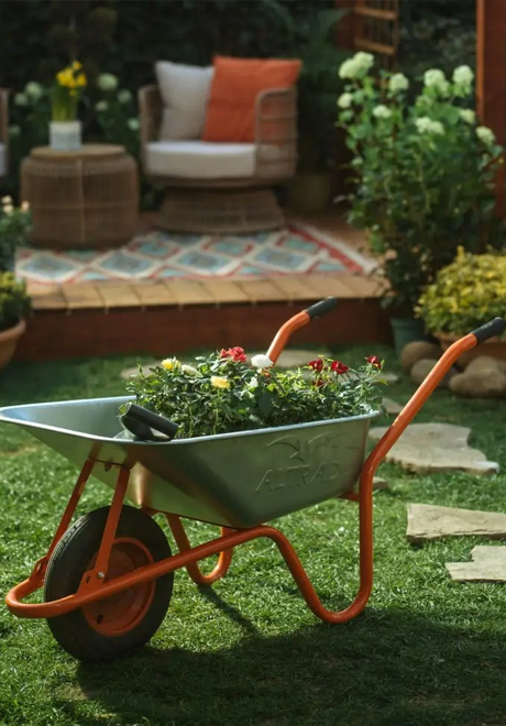 Plante